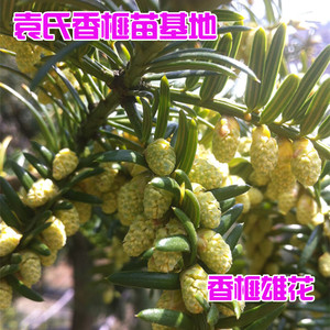 香榧树苗嫁接苗