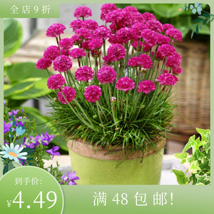 进口海石竹种子 启明星 玫红色 四季耐寒宿根盆栽植物