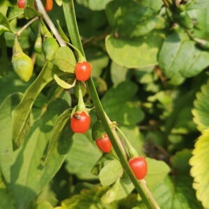 耐寒大叶枸杞苗枸牙菜菜用枸杞易养植物懒人绿植庭院花园阳台楼顶