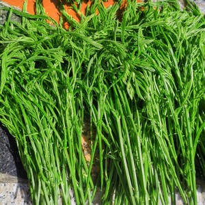 云南臭菜羽叶金合欢500g德宏傣族绿叶宴帕哈炒鸡蛋重口