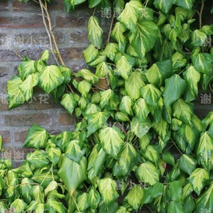 谢谢小花 革叶常春藤 硫磺心 多年生常绿耐寒 攀援藤蔓花园植物