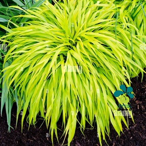 谢谢小花 日本箱根草 风知草 耐阴观赏草庭院花境多年生盆栽植物