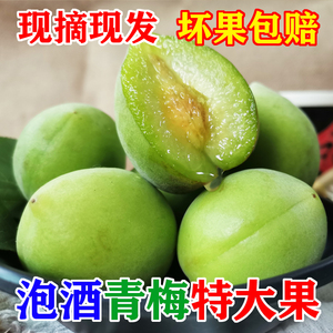 特大果青梅鲜果现摘新鲜水果泡酒酵素专用诏安孕妇酸梅子顺丰包邮
