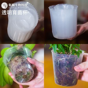 透明营养杯育苗杯塑料装土神器高压蝴蝶兰铁皮石斛兰花专用育苗盆