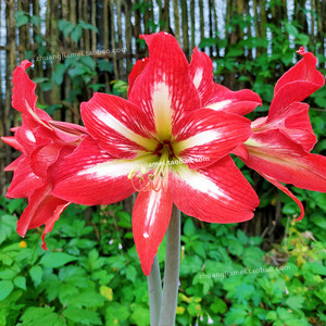 朱顶红女王种球 原生土朱石蒜科耐热球根花卉阳台植物盆栽 满包邮