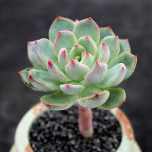 非凡 青苹果老桩多头多肉植物 办公室盆栽吸甲醛室内含盆好养多肉