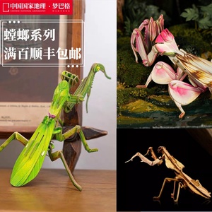 国家地理梦巴格博物3D立体纸质模型动物昆虫自然科普拼插图螳螂
