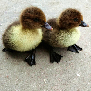 【10只装】鸭苗活体大种番鸭苗花番鸭黑番鸭幼苗洋鸭苗小鸭子活苗