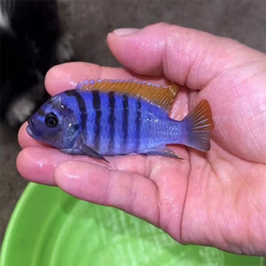 三湖慈鲷马鲷岩栖类火麒麟热带鱼观赏鱼苗