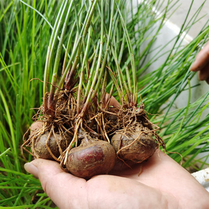 广西马蹄荸荠苗