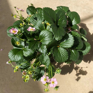 荷兰进口草莓|带花带果|加萨娜丘比特有机奶油草莓带盆彩云之南