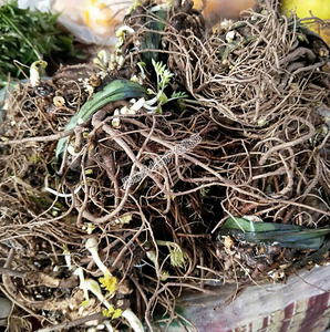 云南德宏新鲜蔬菜 川香根 牛肉香料配菜香药菜 川芎叶川芎根 种子