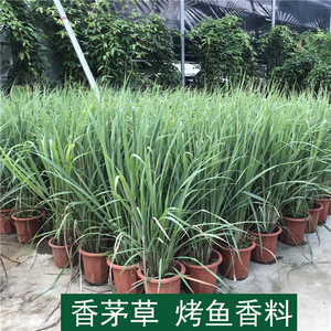 柠檬香茅草盆栽新鲜食用