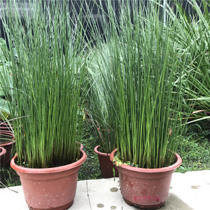 灯芯草虎须草野生灯心草苗湿地种植公园池塘绿化造景挺水水生植物