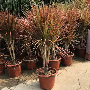 巴西七彩铁千年木三色龙血树马尾铁客厅室内净化空气绿植北欧盆栽