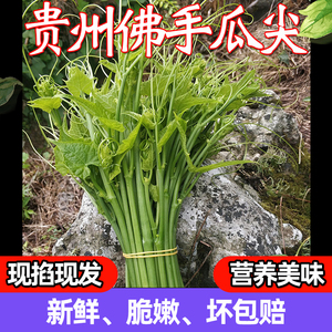 贵州新鲜佛手瓜嫩尖龙须菜应季蔬菜佛手瓜藤尖清炒洋瓜尖扶手瓜颠