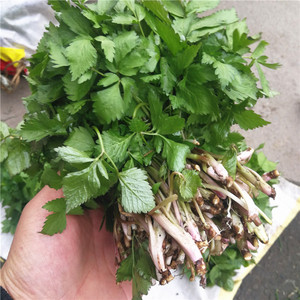 长白山野生大叶芹东北山野菜新鲜山芹菜天然野生山菜500克2斤包邮