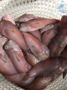 王子龙豆豆淘宝深海新鲜老鼠斑 新鲜海鲜鱼类 海捕斑点鱼  青斑 鳘