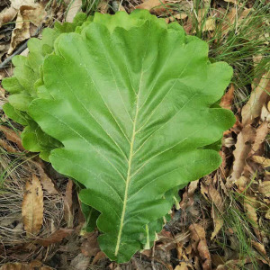 伯乐叶子50片新鲜粽叶东北玻璃叶饼子槲包树叶桲椤柞栎叶薄了蚕