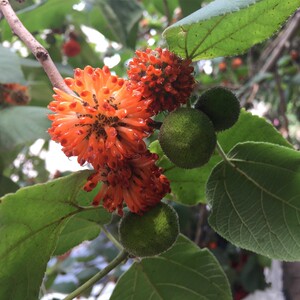 杂交构树种