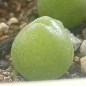 多肉植物肉锥毛翠滴玉毛藻玲玉0.8cm短毛