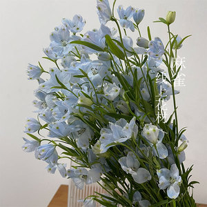 新到漂亮的浅蓝小飞燕 当季鲜花鲜切花 春日家居摆设氛围全国顺丰