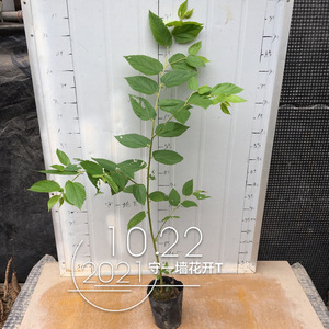 文定果 南美假樱桃 牙买加樱桃盆栽 庭院绿植