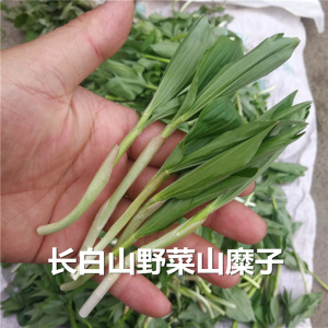 长白山野生山野菜山糜子东北野生山糜子菜新鲜野菜500g2斤包邮