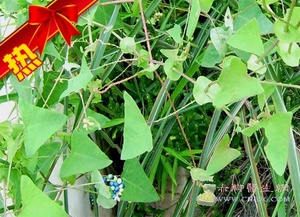 欧忆锋淘宝野生杠板归新鲜蛇倒退现挖河白草刺头犁老虎利猫爪刺蛇牙