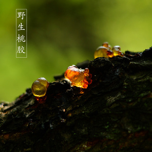 天然野生桃胶250克 桃花泪 搭配皂角银耳等 农家桃园自产 黄小粒