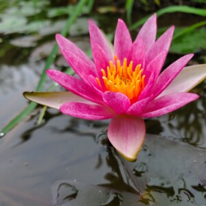 小型睡莲紫珍妮