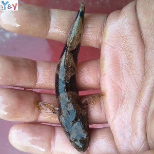 900人付款淘宝沙塘鳢鱼苗水花 虎头鲨水花 呆子鱼水花 塘鳢土布土才鱼