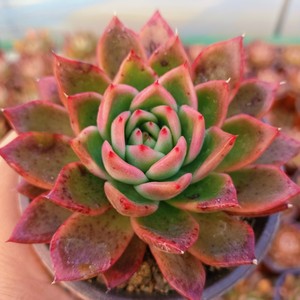 红东云圣诞冬云大单头大型多肉植物防辐射绿植组合盆栽花卉净化