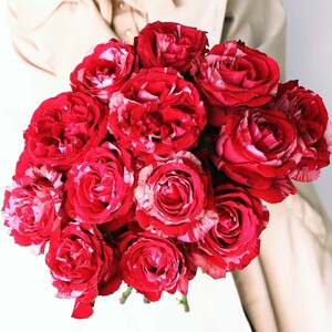 幸运女神玫瑰花