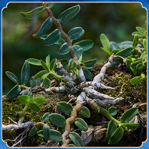 正品伏牛山金钗曲茎石斛紫色花好养滋补包邮