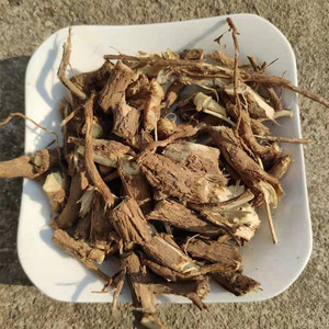 接骨木树