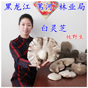 长白山野生白灵芝250g桦剥管菌玉芝整枝灵芝干货个大肉厚免费切片