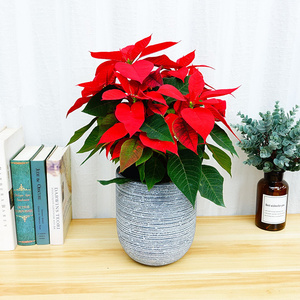 屿夏园艺一品红盆栽办公室室内绿植一品红植物花四季花卉盆景