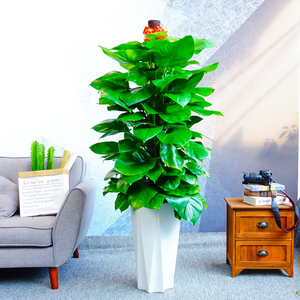 大型室内办公室植物大叶绿萝柱盆栽绿植吸甲醛客厅开业乔迁送礼