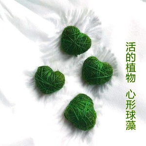马里莫心形球藻marimo幸福海藻球水生趣味迷你植物创意水藻球包邮