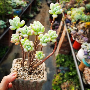 秋韵多肉园艺天使之泪老桩有砍头痕迹一物一拍尺寸参照10厘米盆