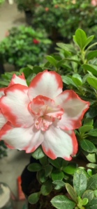 彩钻杜鹃花红唇百合盆栽绿植开花带花苞稀有花色_阿里巴巴找货神器