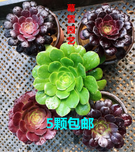多肉法师新三仙
