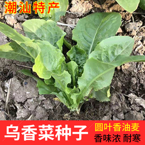 广东香菜
