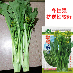 正宗增城迟菜心菜种籽高脚甜菜心种广东菜心种子秋冬春季蔬菜种孑