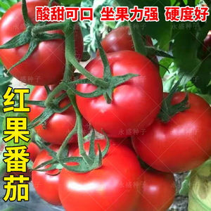 大红果番茄种孑水果西红柿种籽抗病强硬果番茄种农家春秋蔬菜种子