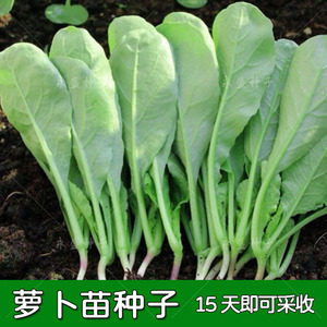 萝卜菜种籽专吃萝卜苗种子四季阳台盆栽小萝卜青菜籽种蔬菜种孑