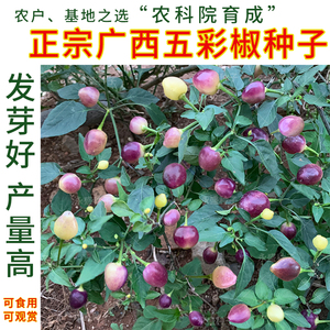 五彩椒种籽小辣椒广西特产泡椒珍珠七彩椒种孑盆栽蔬菜种子四季播