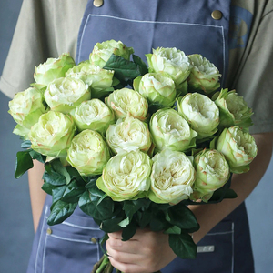 a级夏雨荷玫瑰稀有品种小清新浅绿色瓶插云南基地直发包邮