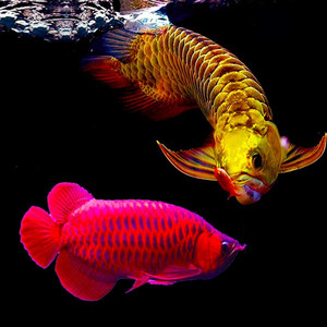 印尼练手赤血帝王辣椒超血红龙鱼金头过背金龙鱼活鱼观赏苗活鱼体